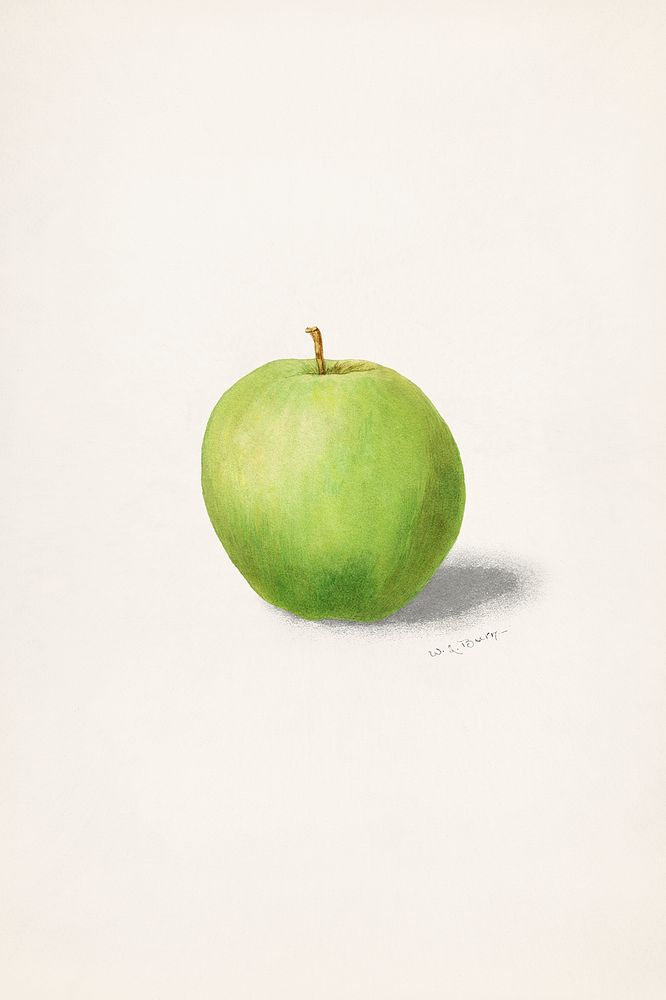 Apple (Malus Domestica) (1909) byW.L.Burn. Original from U.S. Department of Agriculture Pomological Watercolor Collection.…