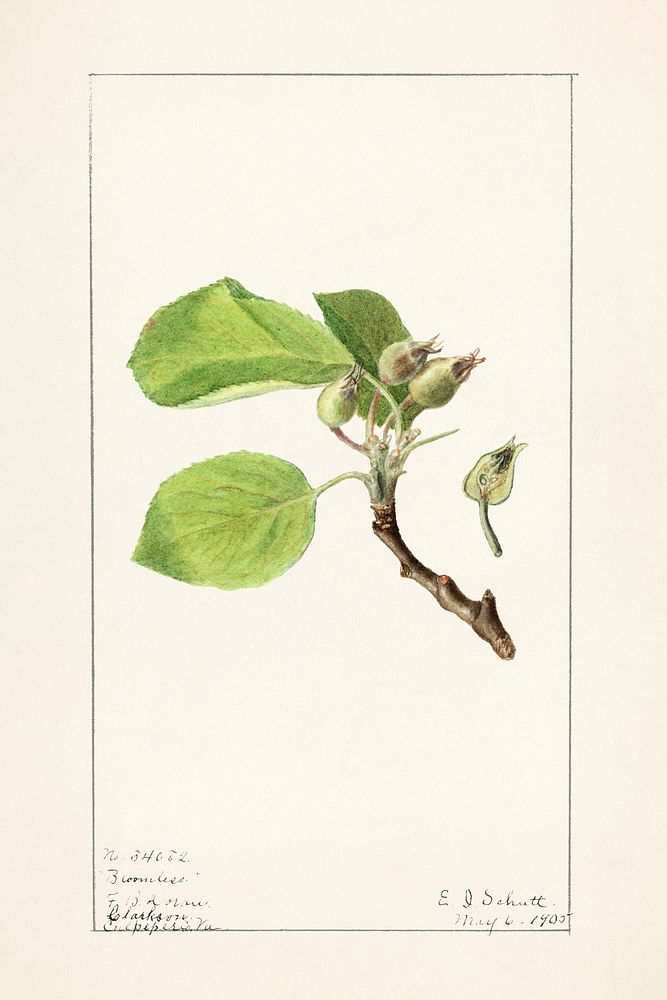 Apple Twig (Malus Domestica) (1905) by Ellen Isham Schutt. Original from U.S. Department of Agriculture Pomological…
