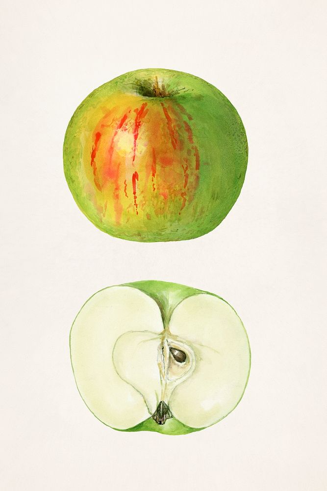 Apple (Malus Domestica) (1942) by Mary Daisy Arnold. Original from U.S. Department of Agriculture Pomological Watercolor…