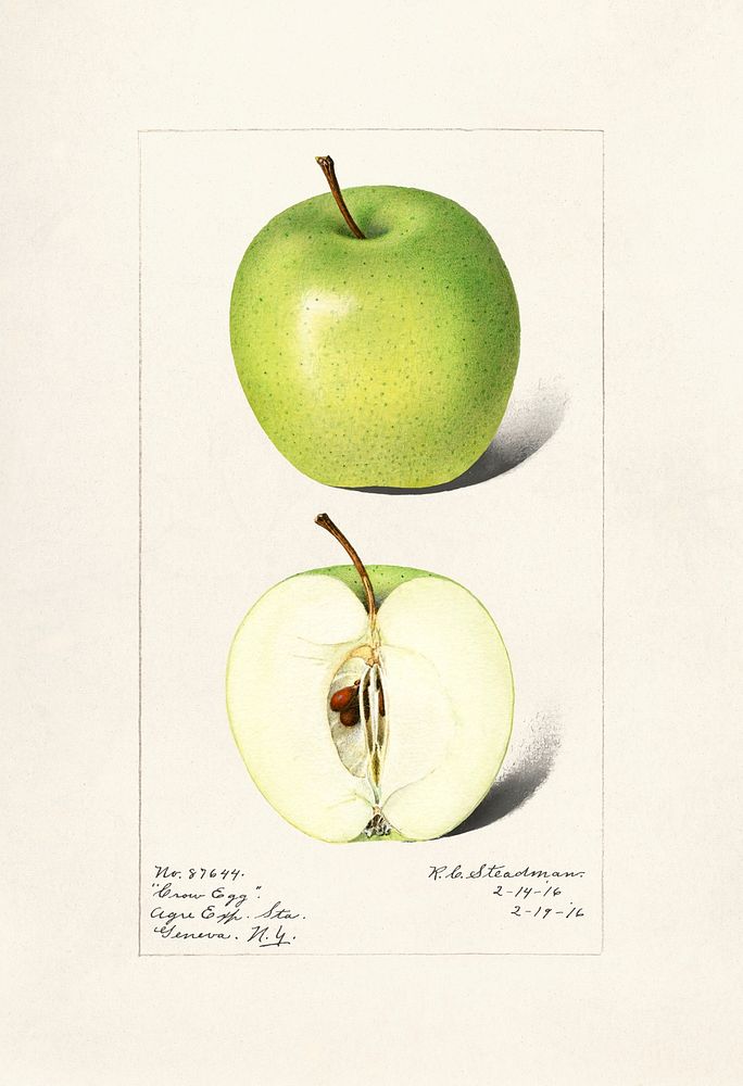 Apples (Malus Domestica) (1916) by Royal Charles Steadman. Original from U.S. Department of Agriculture Pomological…