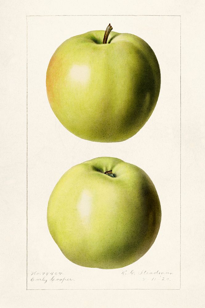 Apples (Malus Domestica) (1920) by Royal Charles Steadman. Original from U.S. Department of Agriculture Pomological…