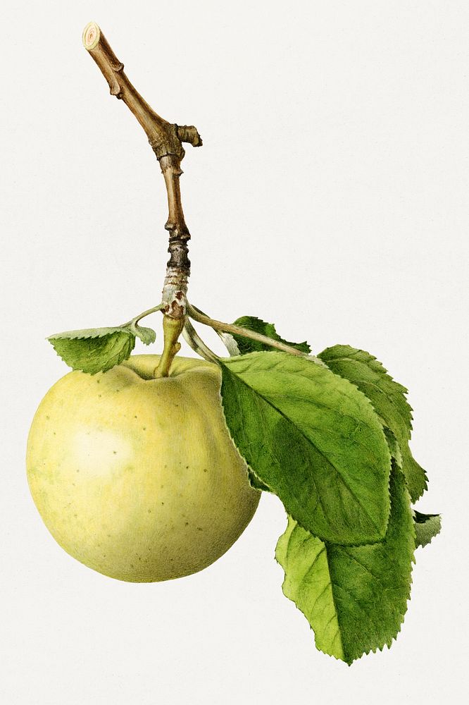 Vintage green apple twig illustration. Digitally enhanced illustration from U.S. Department of Agriculture Pomological…