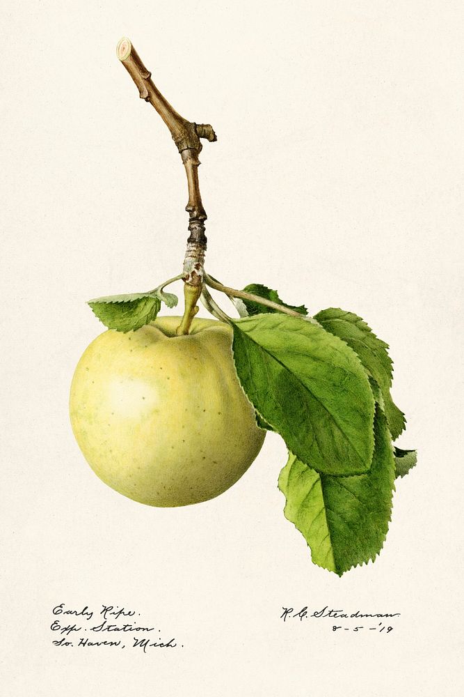 Vintage green apple twig illustration mockup. Digitally enhanced illustration from U.S. Department of Agriculture…