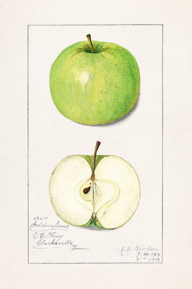 Apples (Malus Domestica) (1913) byAmanda Almira Newton. Original from U.S. Department of Agriculture Pomological Watercolor…
