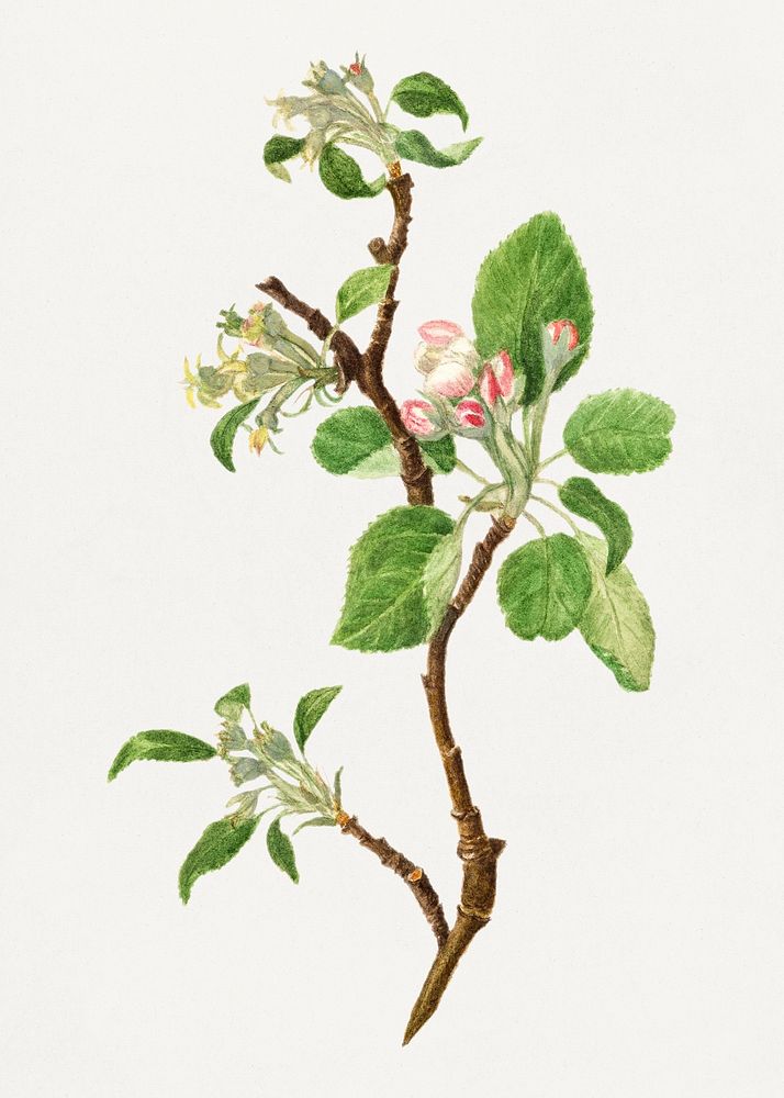 Vintage apple bough illustration mockup. Digitally enhanced illustration from U.S. Department of Agriculture Pomological…