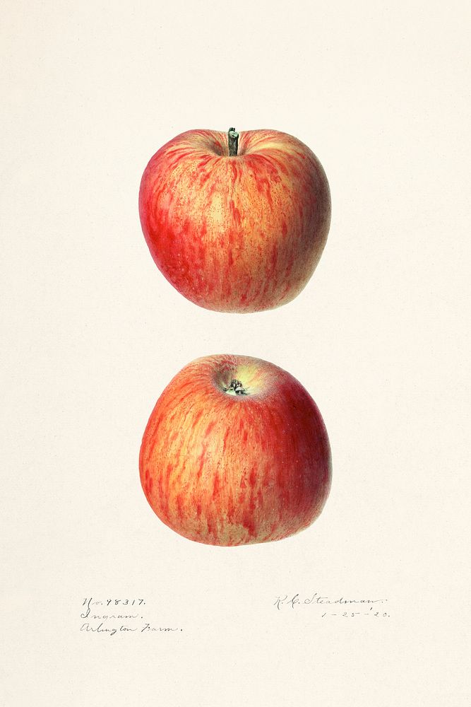 Apples (Malus Domestica) (1920) by Royal Charles Steadman. Original from U.S. Department of Agriculture Pomological…