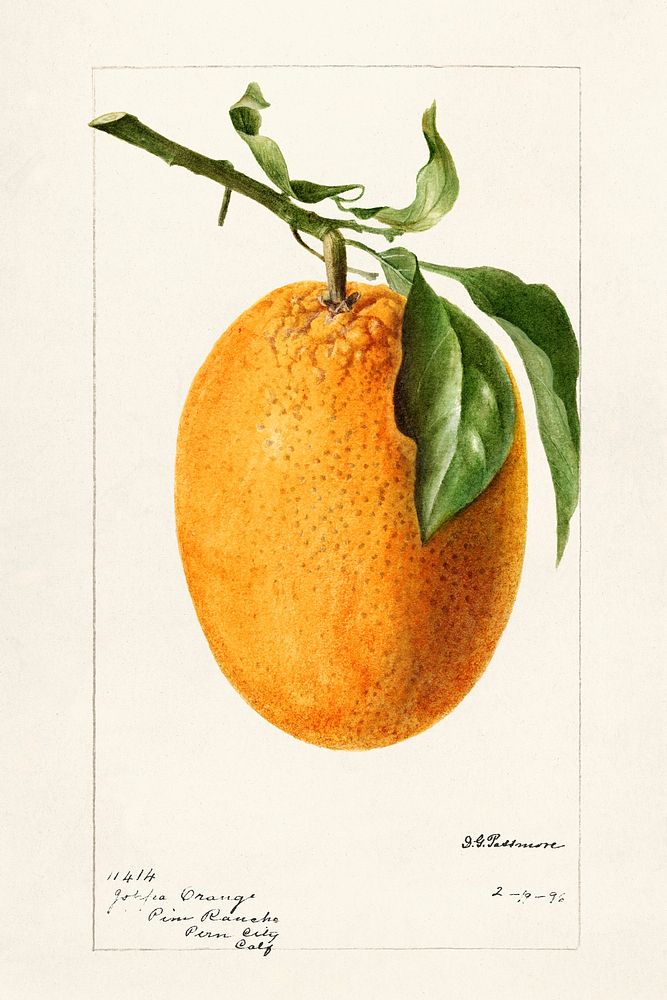 Orange (Citrus Sinensis) (1896) by Deborah Griscom Passmore. Original from U.S. Department of Agriculture Pomological…