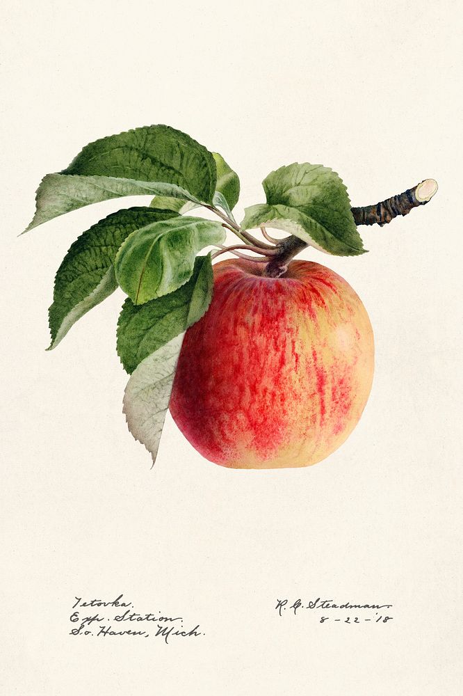 Apple (Malus Domestica) (1918) by Royal Charles Steadman. Original from U.S. Department of Agriculture Pomological…