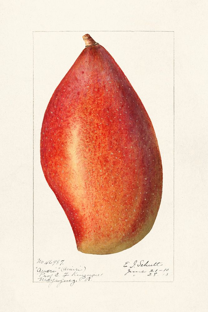 Mango (Mangifera Indica) (1910) by Ellen Isham Schutt. Original from U.S. Department of Agriculture Pomological Watercolor…