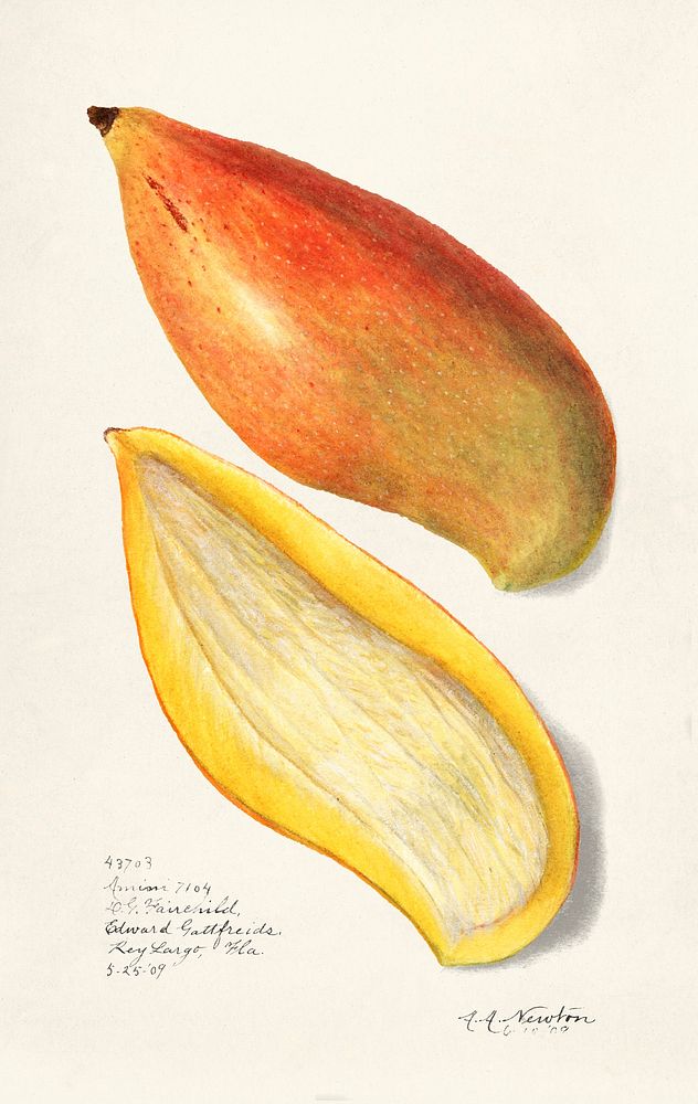 Mangoes (Mangifera Indica) (1909) by Amanda Almira Newton. Original from U.S. Department of Agriculture Pomological…