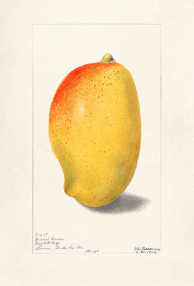 Mango (Mangifera Indica) (1904) by Deborah Griscom Passmore. Original from U.S. Department of Agriculture Pomological…