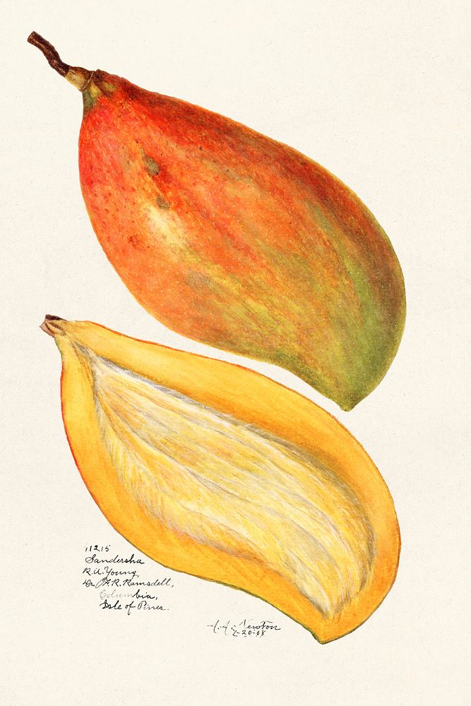 Mangoes (Mangifera Indica) (1908) by Amanda Almira Newton. Original from U.S. Department of Agriculture Pomological…