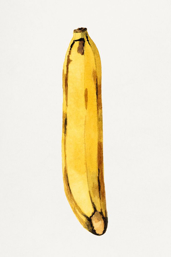 Vintage banana illustration. Digitally enhanced illustration from U.S. Department of Agriculture Pomological Watercolor…