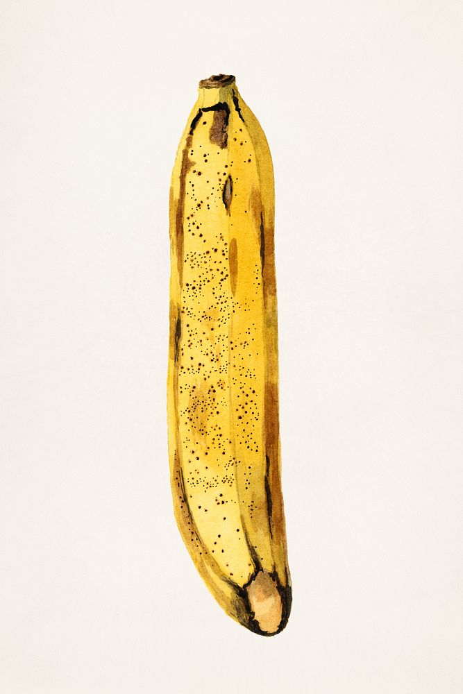 Banana (Musa) (1919) by James Marion Shull. Original from U.S. Department of Agriculture Pomological Watercolor Collection.…