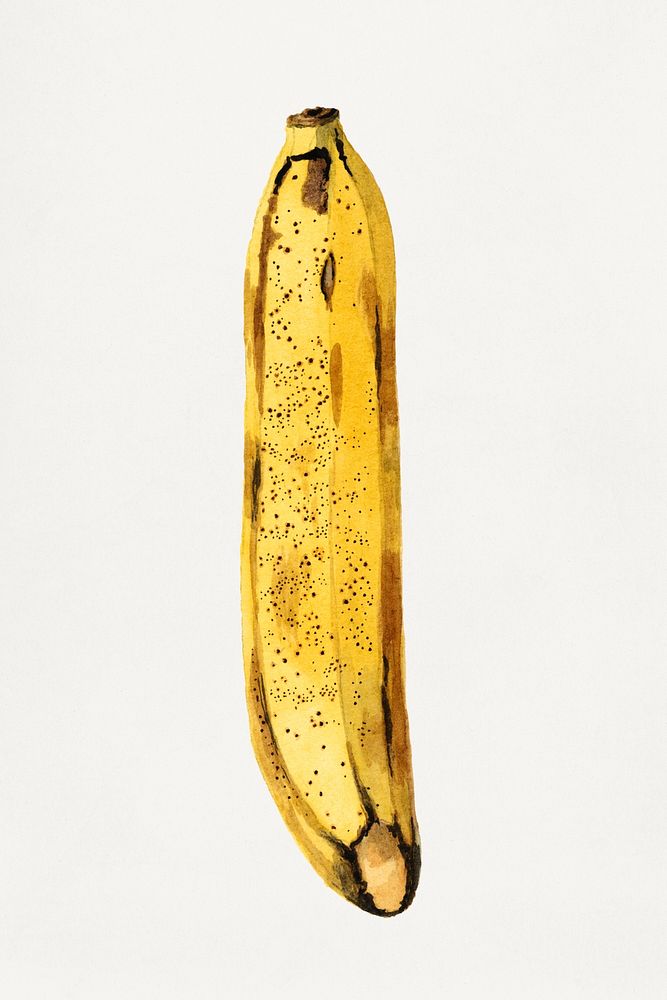Vintage banana illustration mockup. Digitally enhanced illustration from U.S. Department of Agriculture Pomological…