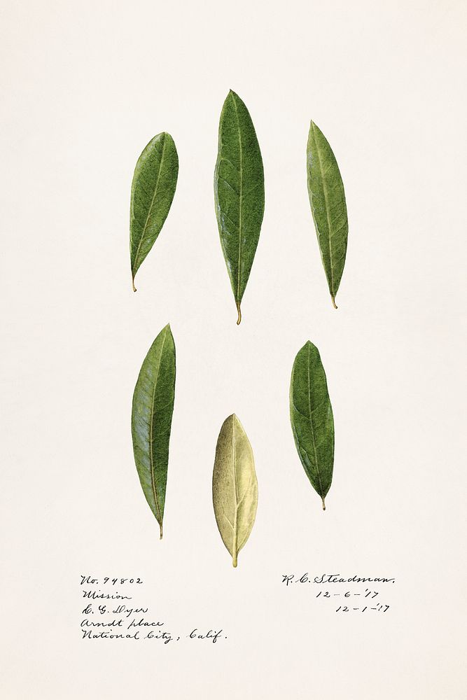 Olive leaves (Olea Europaea)(1971) by Royal Charles Steadman. Original from U.S. Department of Agriculture Pomological…