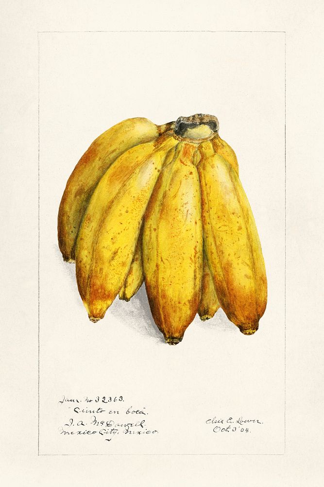 Banana (Musa) (1904) by Elsie E. Lower. Original from U.S. Department of Agriculture Pomological Watercolor Collection. Rare…