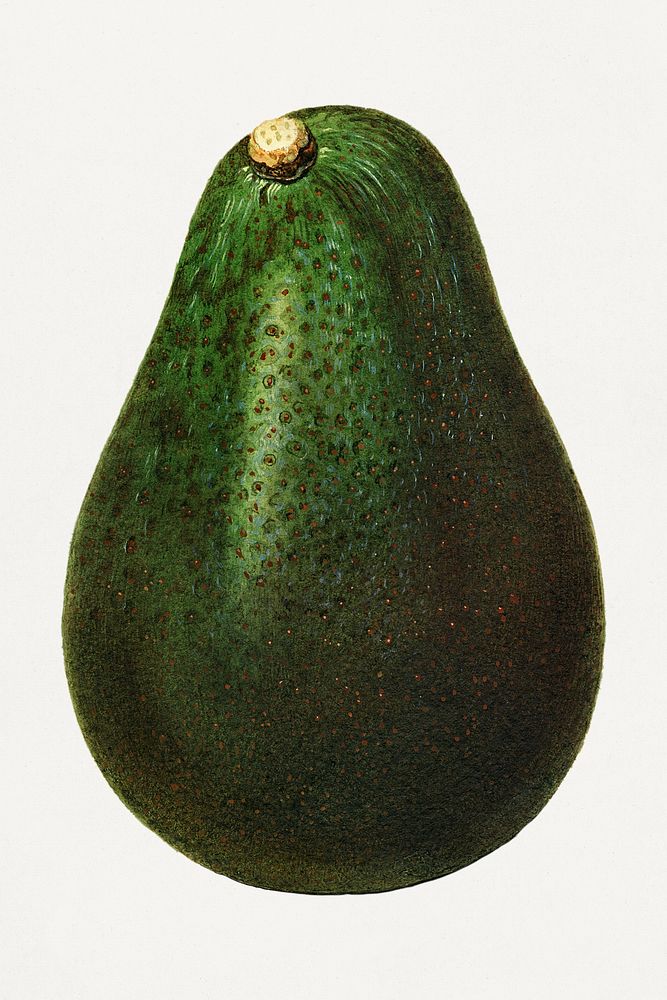 Vintage avocado illustration. Digitally enhanced illustration from U.S. Department of Agriculture Pomological Watercolor…