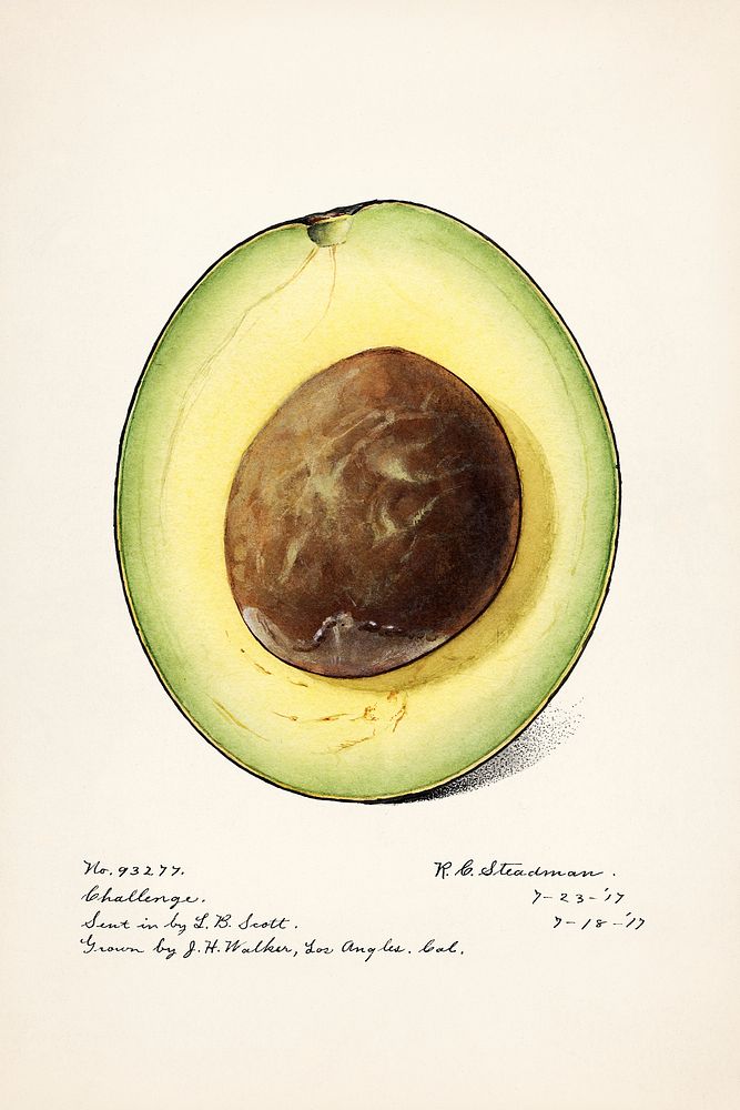 Avocado (Persea) (1916) by Amada Almira Newton. Original from U.S. Department of Agriculture Pomological Watercolor…