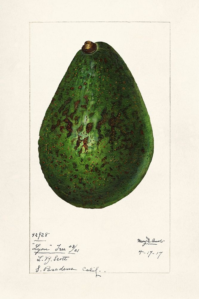 Avocado (Persea) (1916) by Amada Almira Newton. Original from U.S. Department of Agriculture Pomological Watercolor…