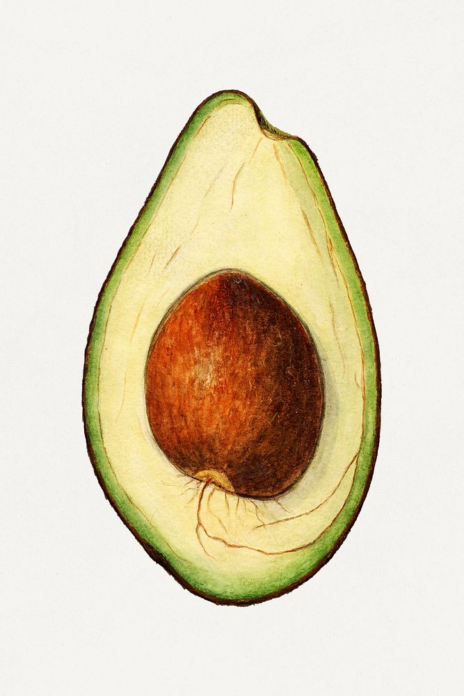 Vintage avocado illustration mockup. Digitally enhanced illustration from U.S. Department of Agriculture Pomological…