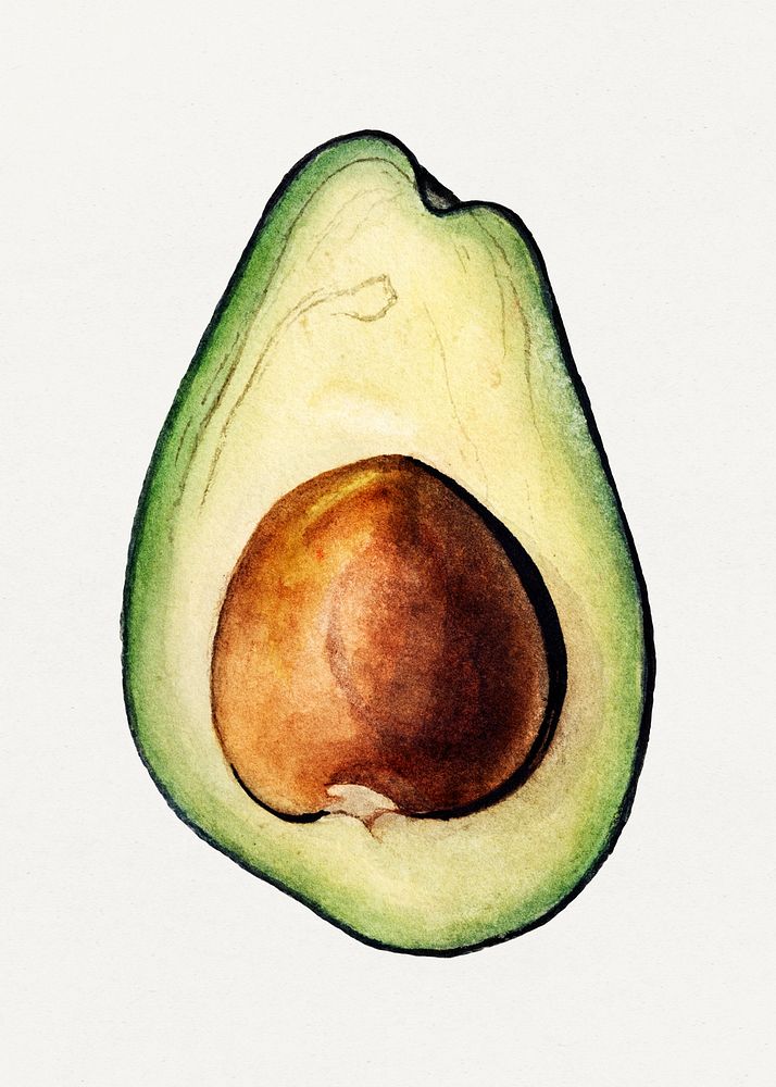 Vintage avocado illustration mockup. Digitally enhanced illustration from U.S. Department of Agriculture Pomological…