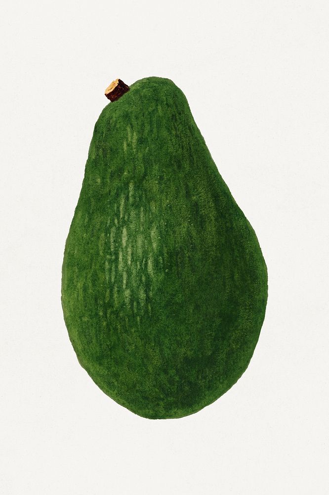 Fresh whole avocado illustration. Digitally enhanced illustration from U.S. Department of Agriculture Pomological Watercolor…