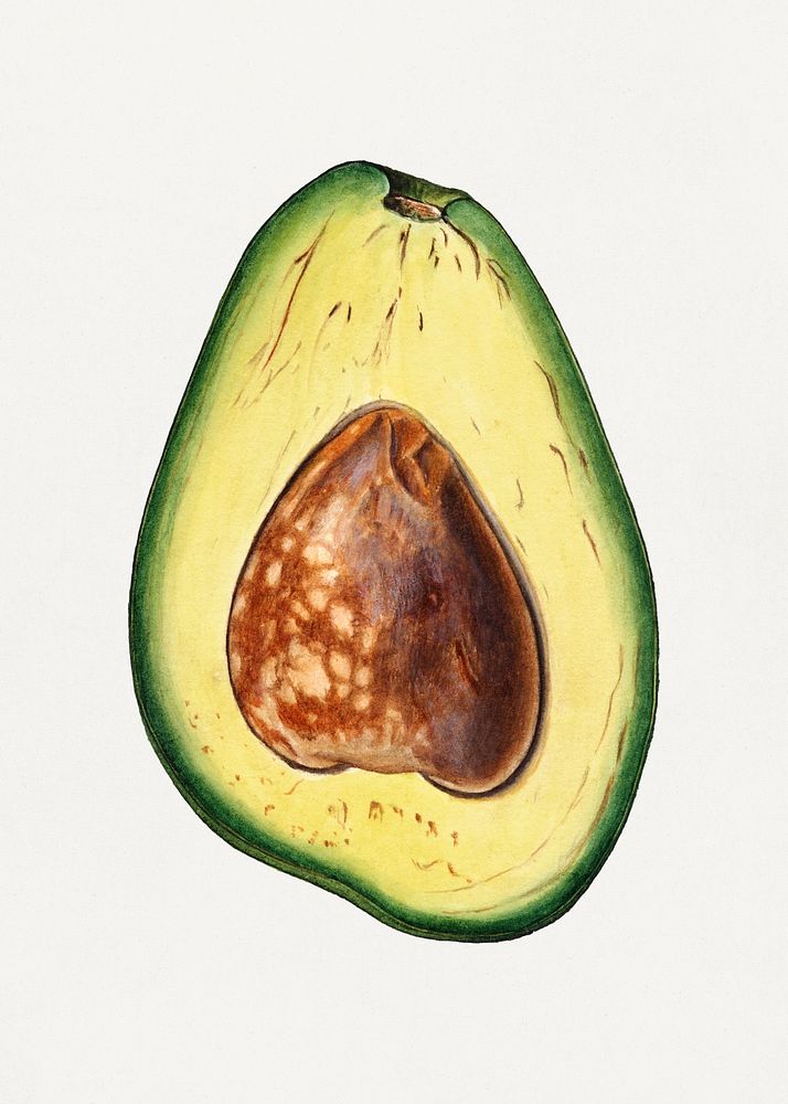 Halved avocado illustration. Digitally enhanced illustration from U.S. Department of Agriculture Pomological Watercolor…