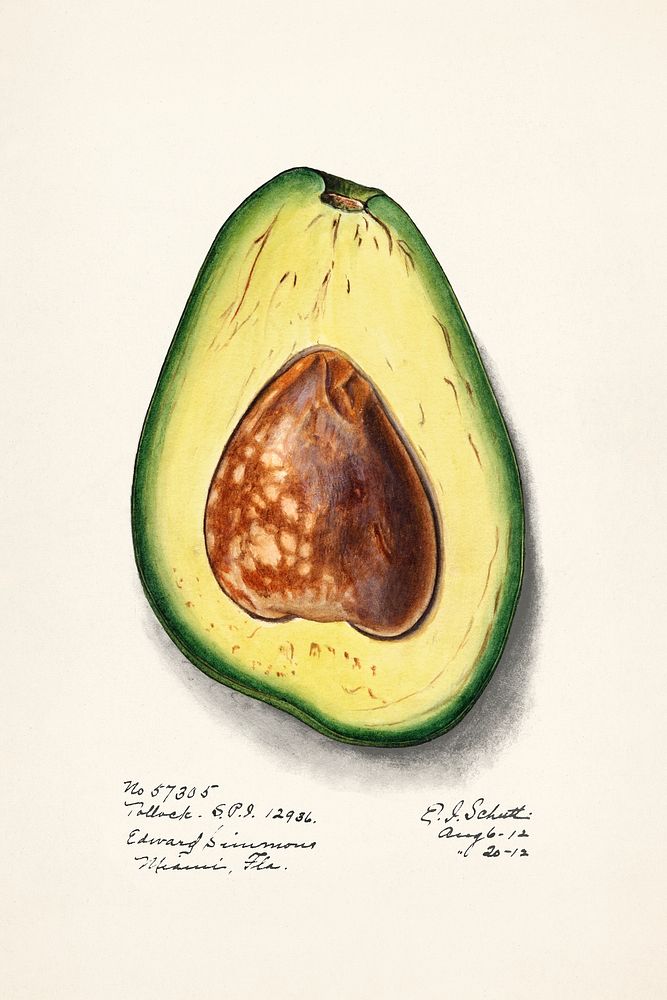 Avocado (Persa) (1912) by Ellen Isham Schutt. Original from U.S. Department of Agriculture Pomological Watercolor…