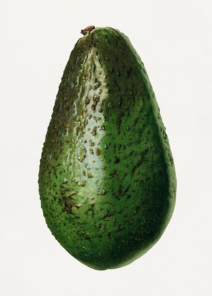 Vintage avocado illustration. Digitally enhanced illustration from U.S. Department of Agriculture Pomological Watercolor…
