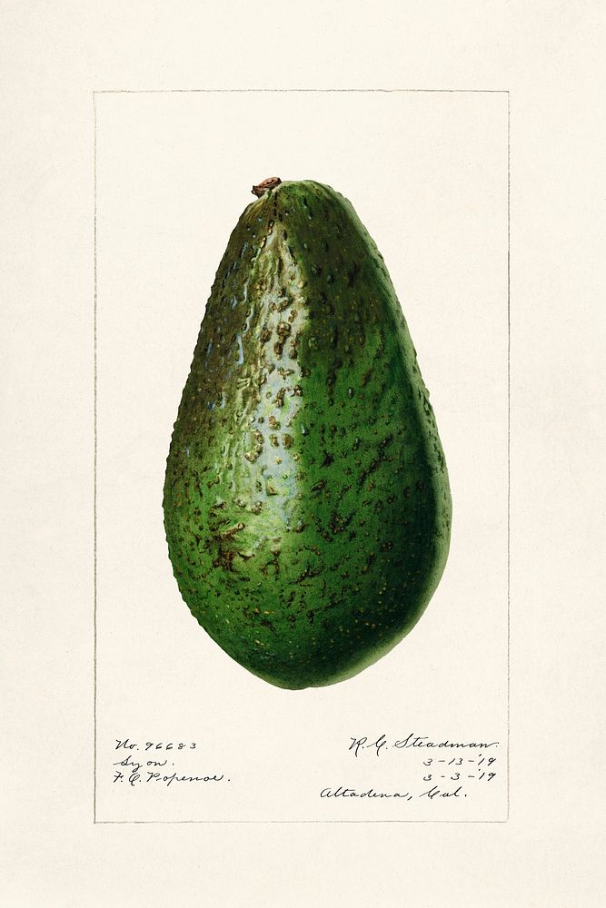 Avocado (Persea) (1919) by Royal Charles Steadman. Original from U.S. Department of Agriculture Pomological Watercolor…