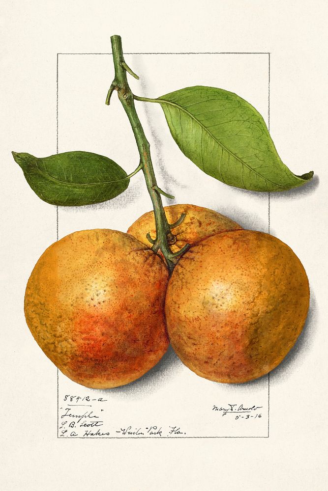 Oranges (Citrus Sinensis) (1916) byMary Daisy Arnold. Original from U.S. Department of Agriculture Pomological Watercolor…