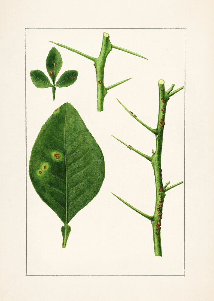 Orange Leaves (Poncirus Trifoliata) (1928) by James Marion Shull. Original from U.S. Department of Agriculture Pomological…