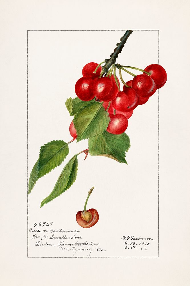 Cherries (Prunus Avium) (1910) by Deborah Griscom Passmore. Original from U.S. Department of Agriculture Pomological…