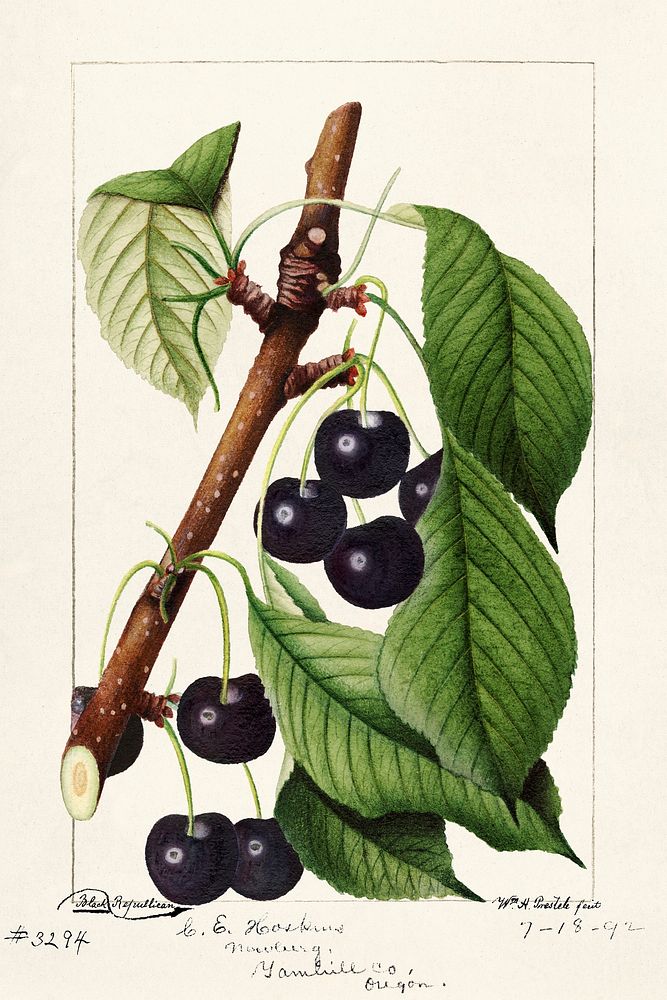 Cherries (Prunus Avium) (1892) by William Henry Prestele. Original from U.S. Department of Agriculture Pomological…