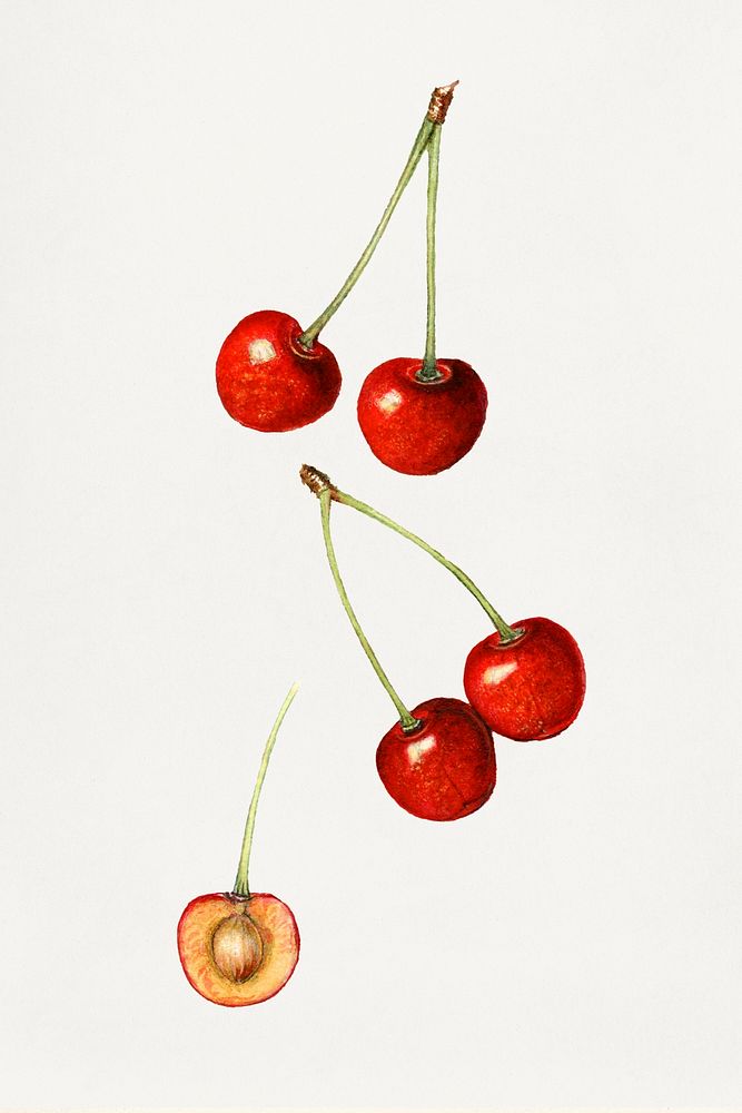 Vintage cherries illustration mockup. Digitally enhanced illustration from U.S. Department of Agriculture Pomological…