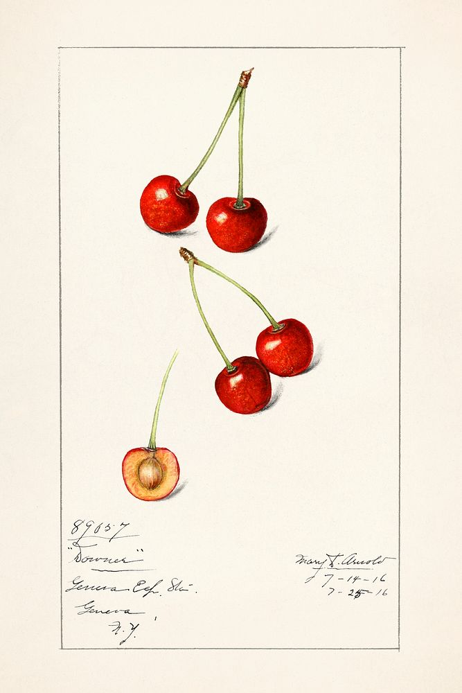 Cherries (Prunus Avium) (1916) by Mary Daisy Arnold. Original from U.S. Department of Agriculture Pomological Watercolor…