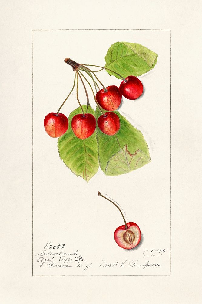 Cherries (Prunus Avium) by Harriet L. Thompson. Original from U.S. Department of Agriculture Pomological Watercolor…