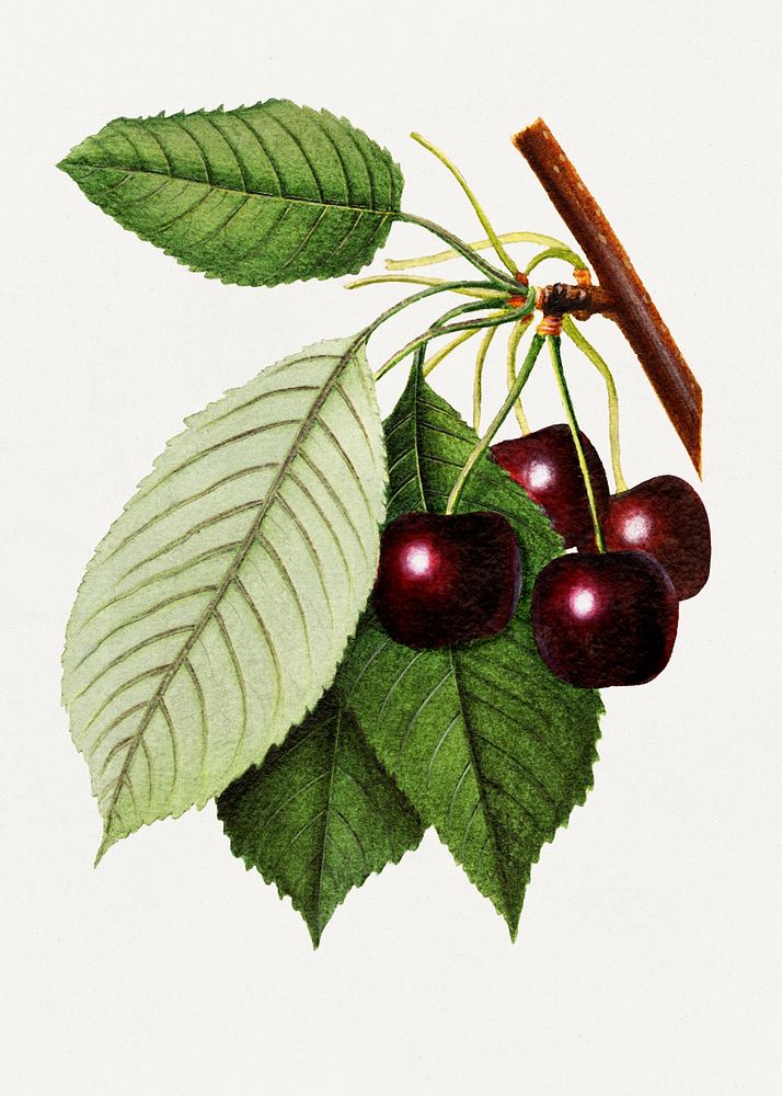 Branch of black cherries illustration. Digitally enhanced illustration from U.S. Department of Agriculture Pomological…