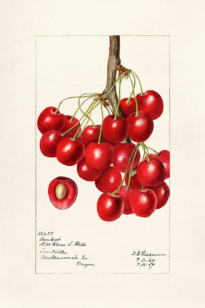 Cherries (Prunus Avium) (1907) by Deborah Griscom Passmore. Original from U.S. Department of Agriculture Pomological…