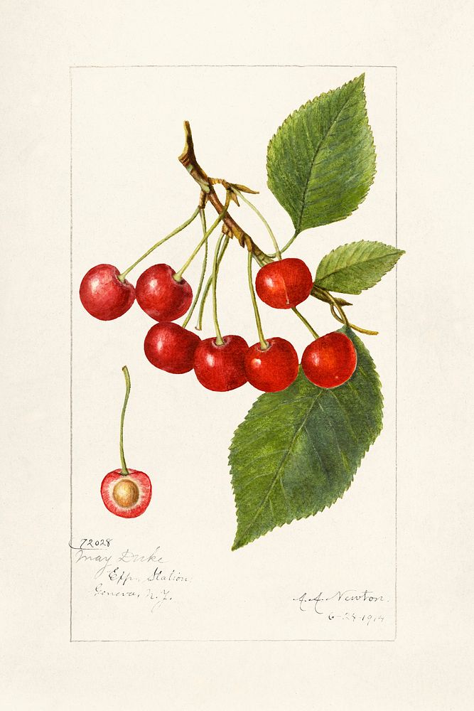 Cherries (Prunus Avium) (1914) by Amanda Almira Newton. Original from U.S. Department of Agriculture Pomological Watercolor…