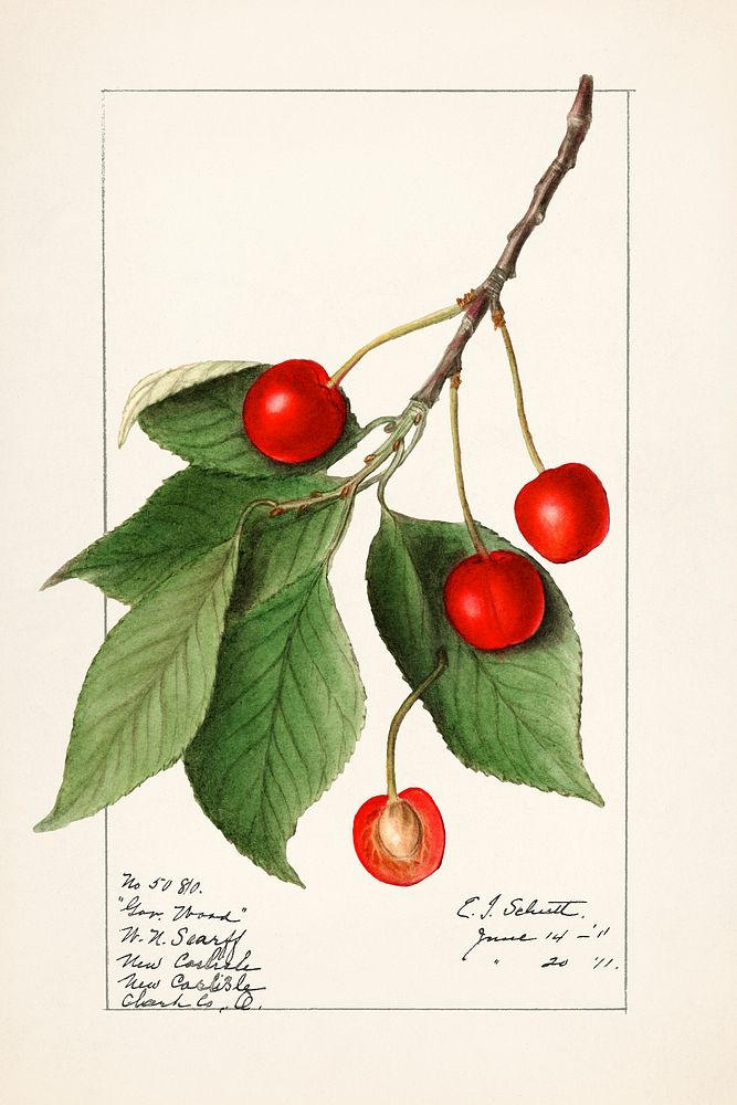 Cherries (Prunus Avium) (1911) by Ellen Isham Schutt. Original from U.S. Department of Agriculture Pomological Watercolor…