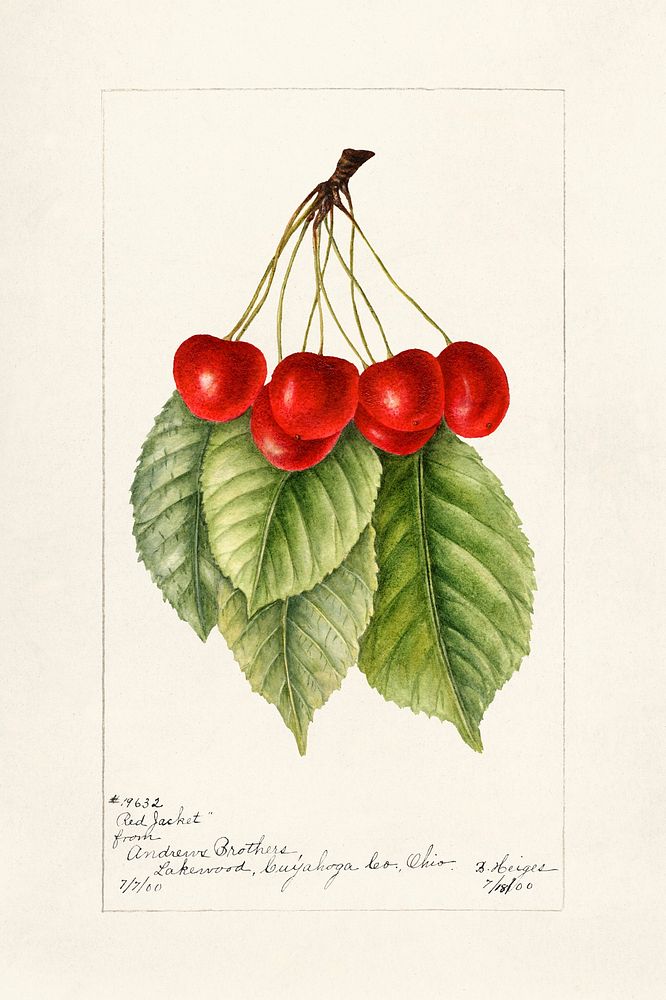 Cherries (Prunus Avium) (1963) by Bertha Heiges. Original from U.S. Department of Agriculture Pomological Watercolor…
