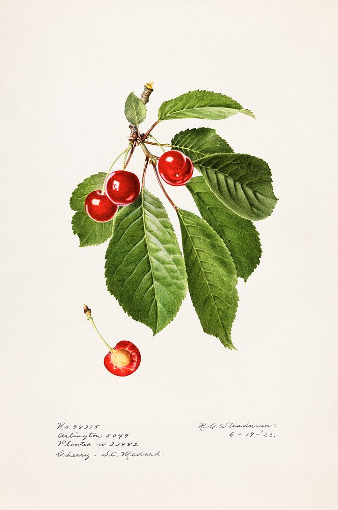 Cherries (Prunus Avium) (1920) by Royal Charles Steadman. Original from U.S. Department of Agriculture Pomological…