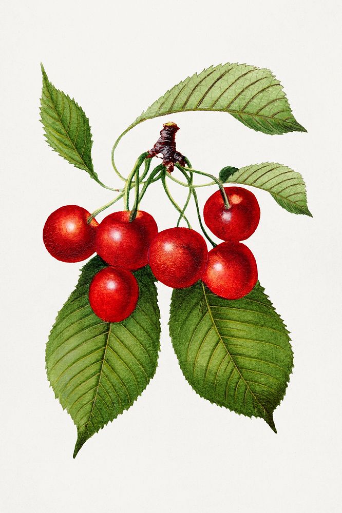 Vintage cherry illustration. Digitally enhanced illustration from U.S. Department of Agriculture Pomological Watercolor…