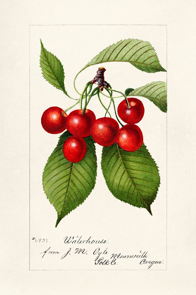 Cherries (Prunus Avium) (1894). Original from U.S. Department of Agriculture Pomological Watercolor Collection. Rare and…