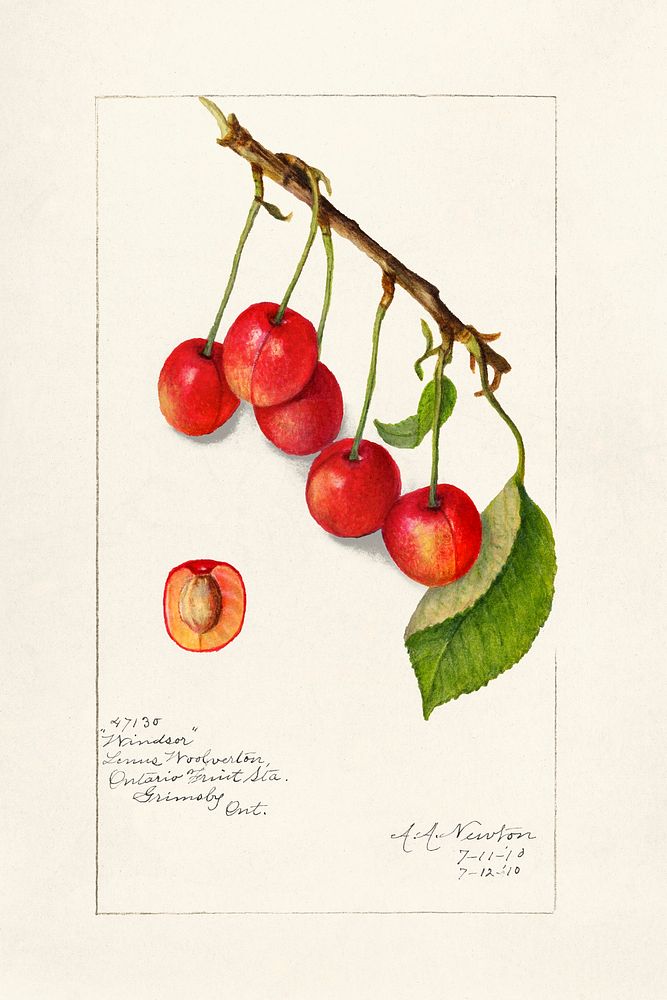 Cherries (Prunus Avium) (1910) byAmanda Almira Newton. Original from U.S. Department of Agriculture Pomological Watercolor…