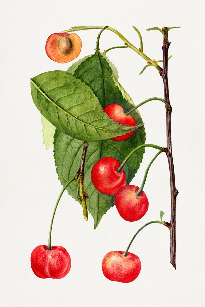 Vintage branch of cherry illustration. Digitally enhanced illustration from U.S. Department of Agriculture Pomological…