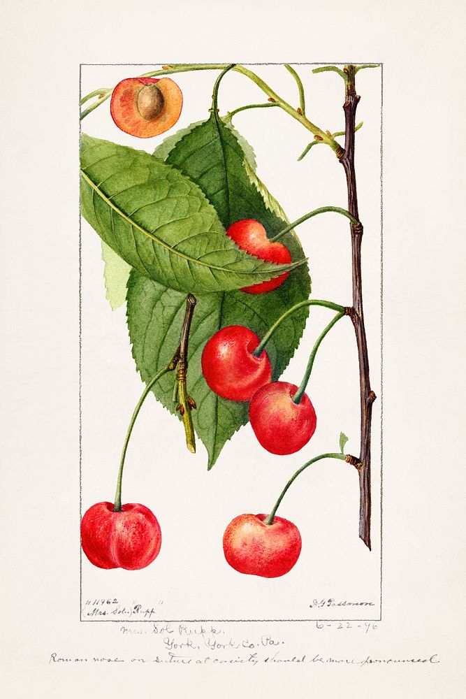 Cherries (Prunus Avium) (1896) by Deborah Griscom Passmore. Original from U.S. Department of Agriculture Pomological…