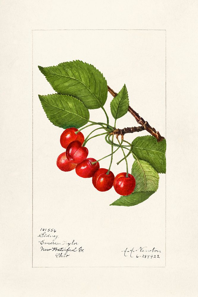Cherries (Prunus Avium) (1922) by Amanda Almira Newton. Original from U.S. Department of Agriculture Pomological Watercolor…